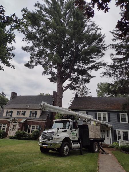 EZ Tree Care