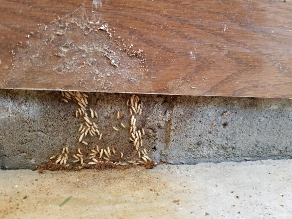 Staples Pest Control