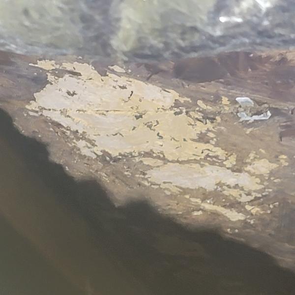 Florida Termite Inspections