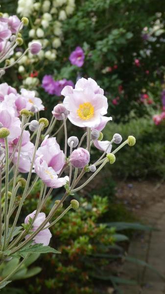 Sonoma Valley Gardening