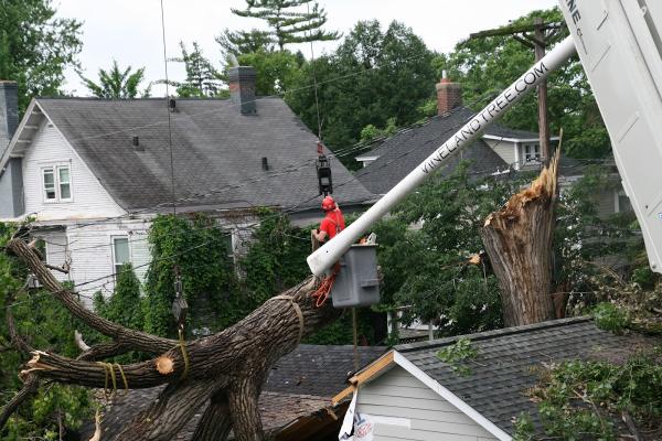 Vineland Tree Care