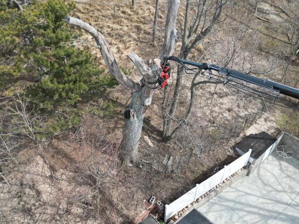 616 CUT Tree