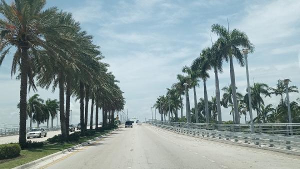 Broward Tree Service