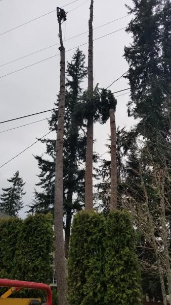 Wonder Tree Care