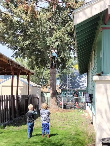 Wonder Tree Care