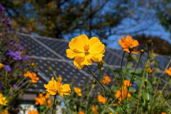 Solar Gardens By Syncarpha