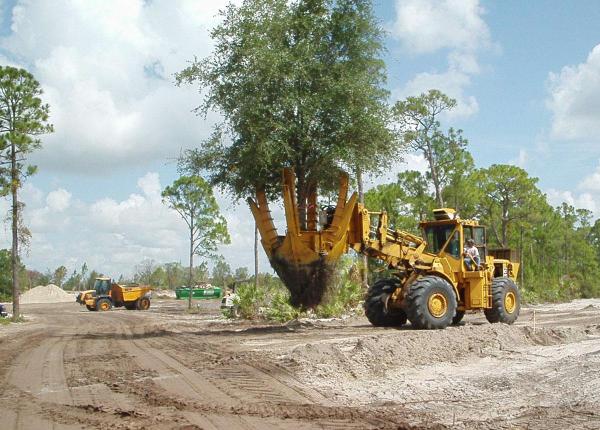 Timber Tree Company