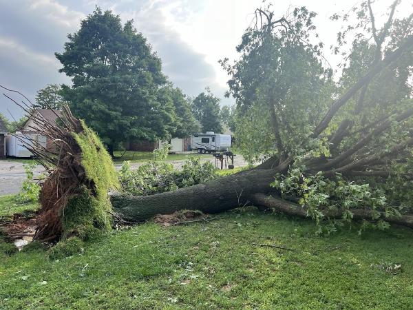 Over the Top Tree Service