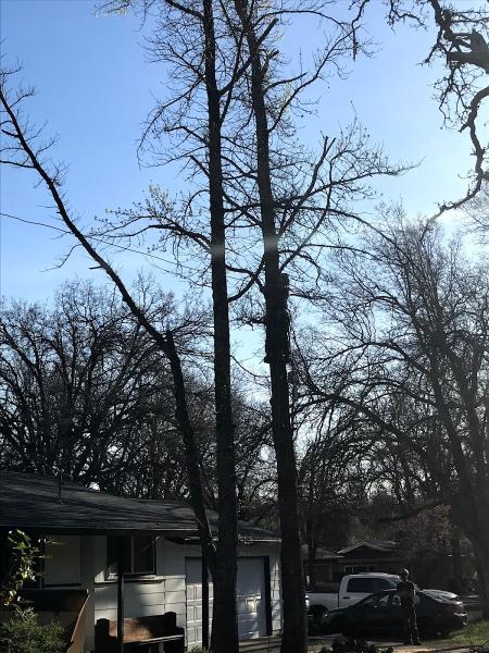 Arden's Tree Services