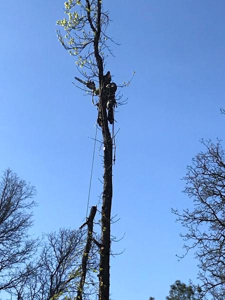 Arden's Tree Services