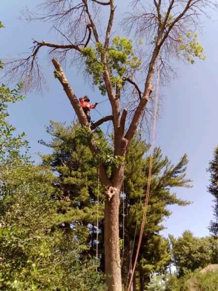 Southern Accent Tree Service