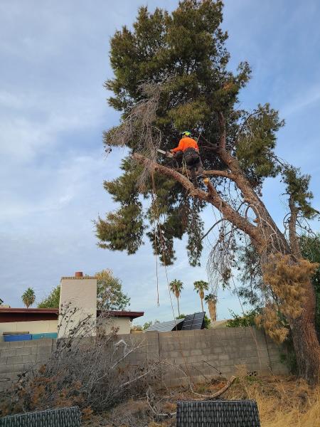 Tree Doctors