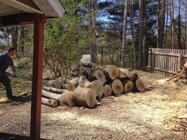 Arbor Boss NY Tree Care & Removal Service