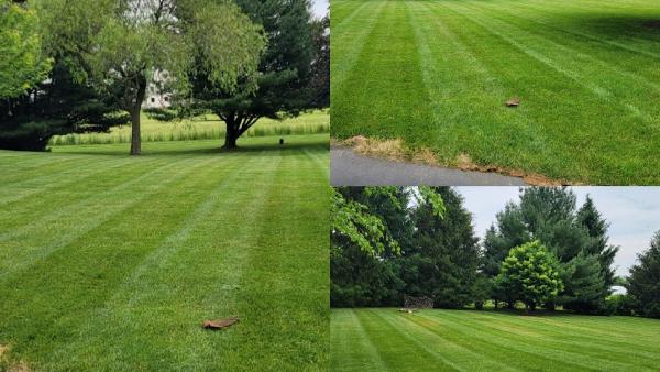 Trippin A-Lawn