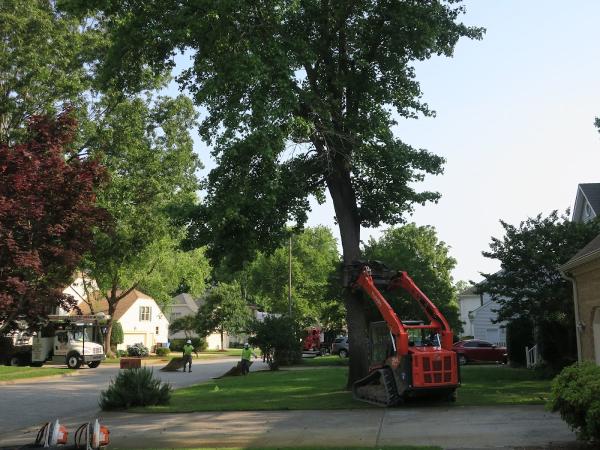 Aubrey's Tree Service & Landscaping