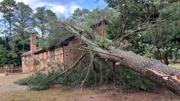 Aubrey's Tree Service & Landscaping