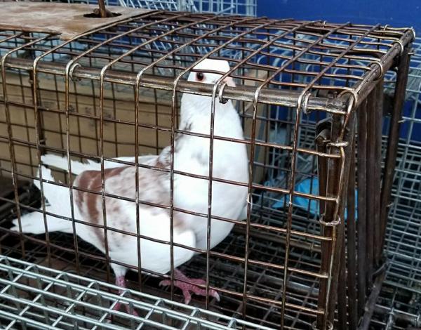 Yonkers Wildlife Removal