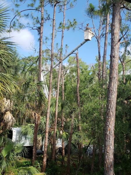 Hudson's Tree Services