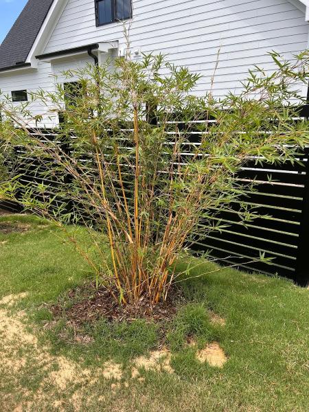 Brightside Bamboo Inc. Nursery & Landscaping