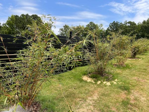 Brightside Bamboo Inc. Nursery & Landscaping
