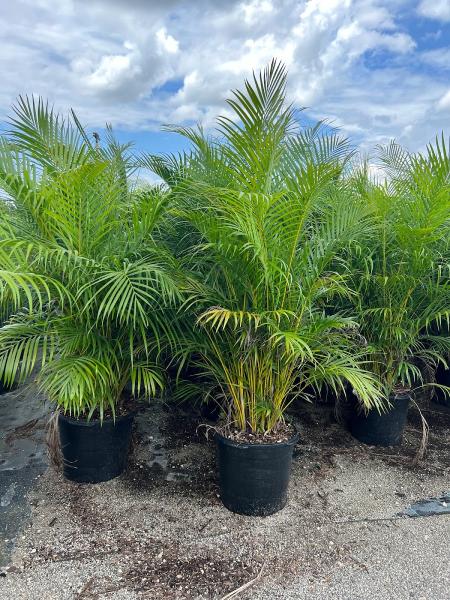 The Plant Source