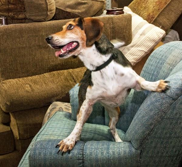 Bed Bug Inspector