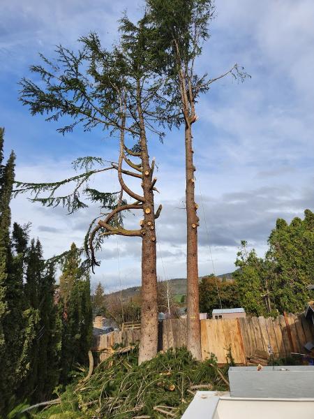 Arbortech Tree Service Medford