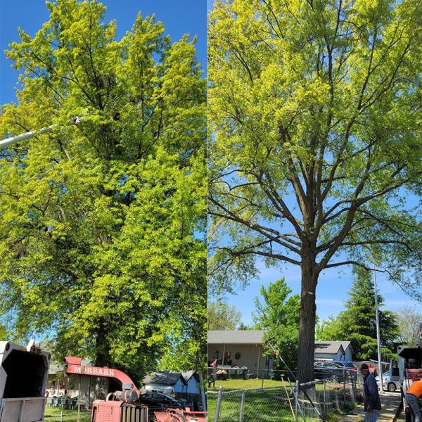 Arbortech Tree Service Medford
