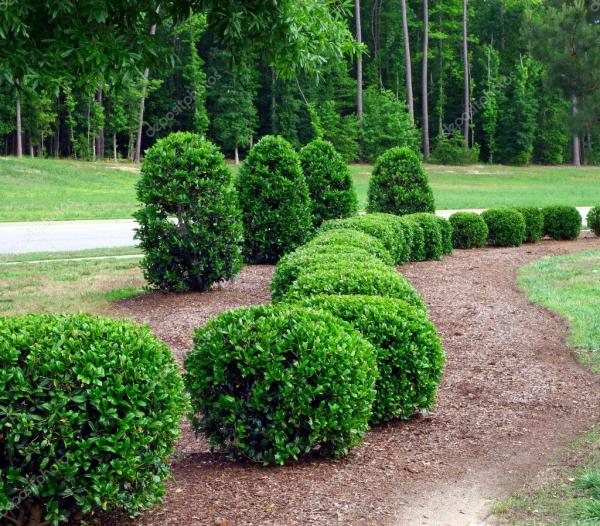 Lopez Lawn Care & Irrigation Services