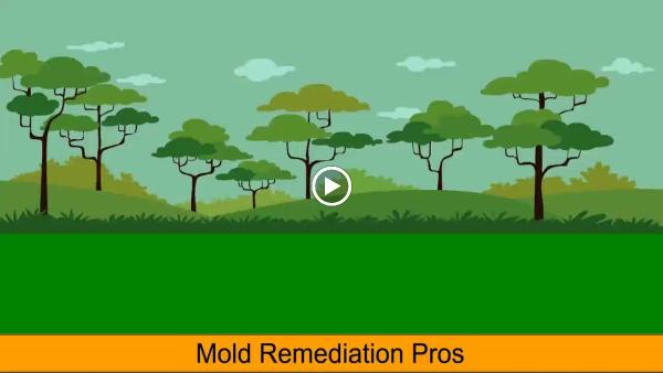 Mold Remediation Pro's