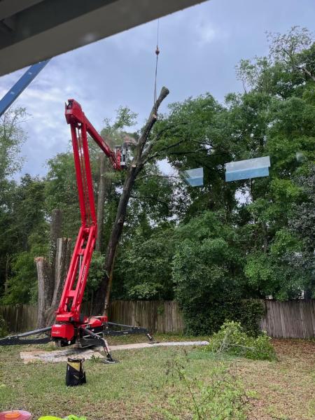 Bushor's Tree Surgeons