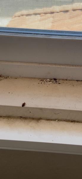 Bed Bug Seekers