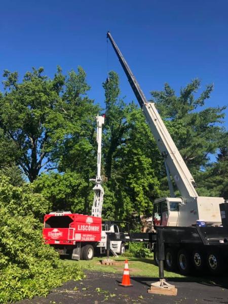 Liscombe Tree Service