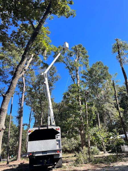 Action Tree Services