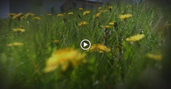 Cal Coast Pest Management