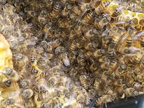 Cal Coast Pest Management