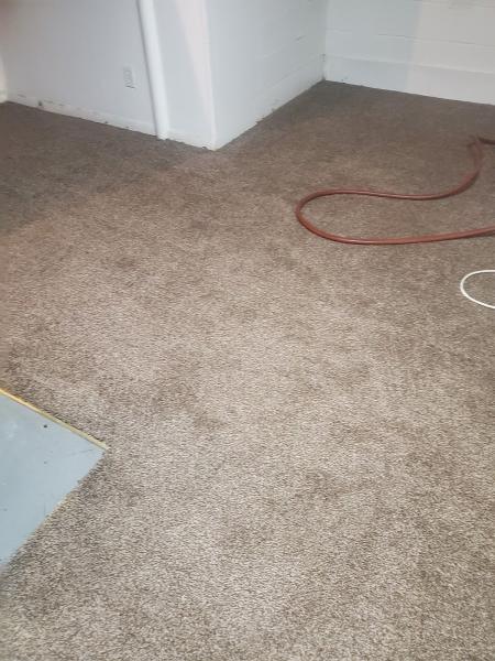 Organic Green Carpet Clean
