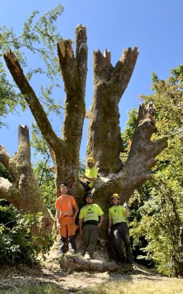 Above the Block Arboriculture LLC