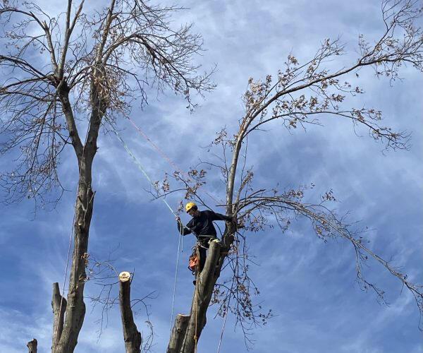 Xtreem Tree Services