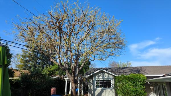 David Tree Consultant