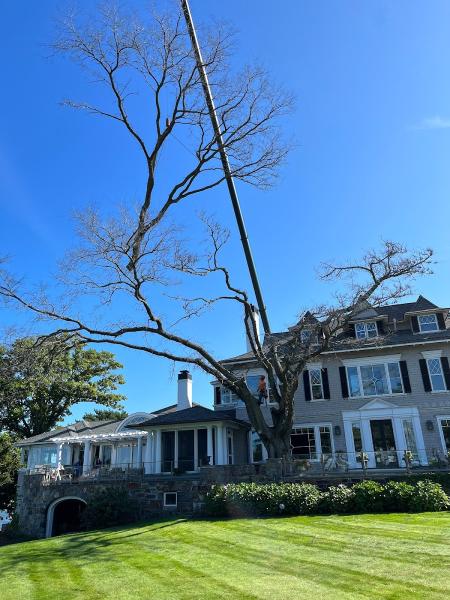 Cicoria Tree and Crane Service