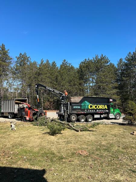 Cicoria Tree and Crane Service