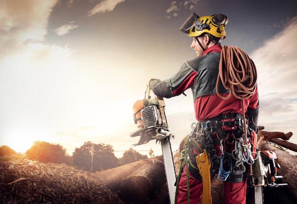 Las Vegas Tree Removal Pros