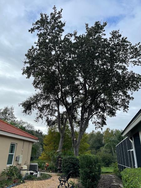 T.e.a.m. Tree Service