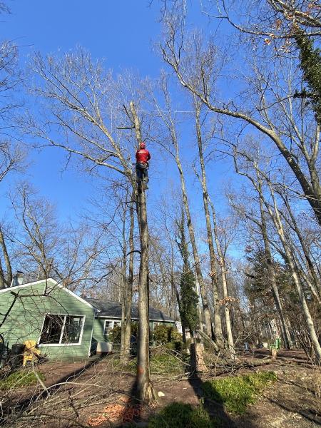 A&Y Landscaping and Tree Services LLC