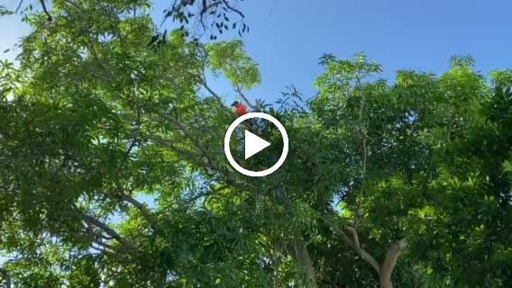 Delray Tree Service