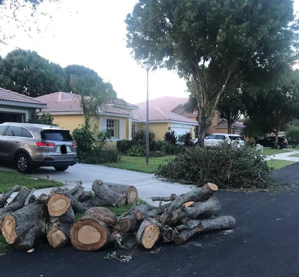 Delray Tree Service