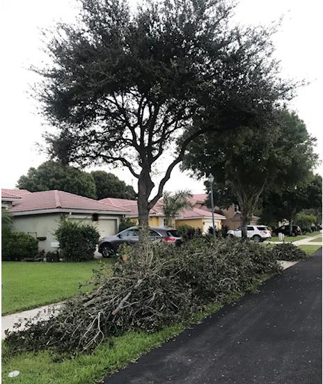 Delray Tree Service