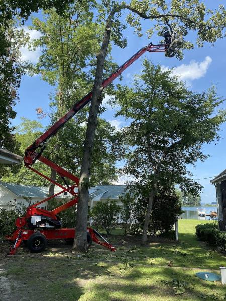 Bear Tree Care LLC