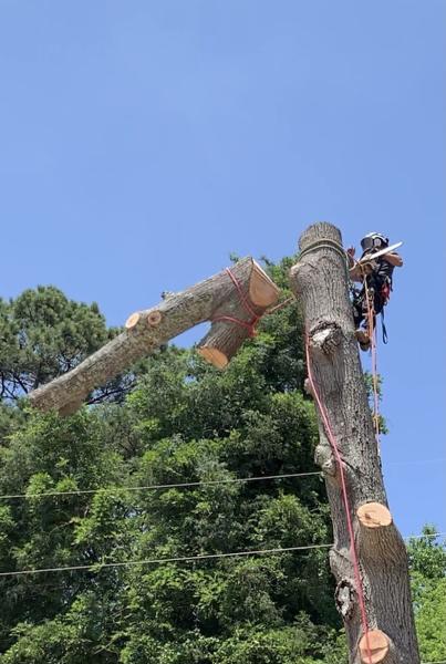 Bear Tree Care LLC